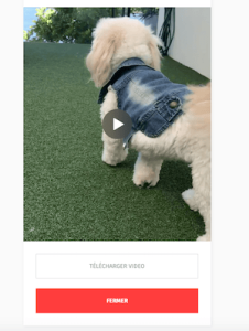 instaboss-telecharger-video-instagram-complet